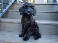 Jet, a male Cockapoo for sale in Berlin, OH – 8 of 10
