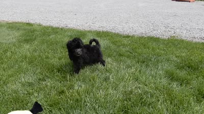 Mason, a male Sheepadoodle for sale in Berlin, OH – 9 of 9