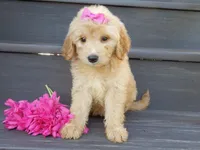Penny (medium), a female Miniature Goldendoodle for sale in Berlin, OH – 2 of 7