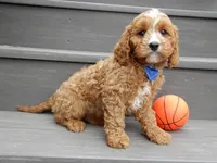 Scout, a male Cavapoo for sale in Berlin, OH – 2 of 7