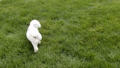 Roxy, a female Sheepadoodle for sale in Berlin, OH – 7 of 8