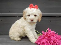Trixie, a female Cockapoo for sale in Berlin, OH – 4 of 5