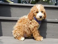 Brody, a male Miniature Goldendoodle for sale in Berlin, OH – 7 of 8