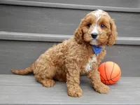Scout, a male Cavapoo for sale in Berlin, OH – 3 of 7