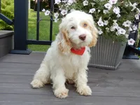 Lucky, a male Cockapoo for sale in Berlin, OH – 4 of 5