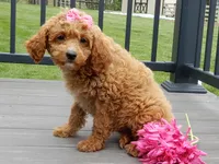 Penny, a female Cavapoo for sale in Berlin, OH – 5 of 6
