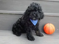 Smokey, a male Cockapoo for sale in Berlin, OH – 5 of 5