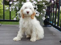 Maci, a female Cockapoo for sale in Berlin, OH – 2 of 7