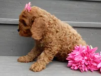 Izzy, a female Cavapoo for sale in Berlin, OH – 4 of 7