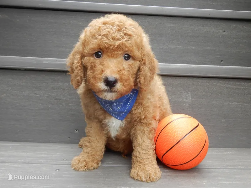 Sammy – Miniature Goldendoodle puppy for sale in Berlin, OH