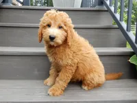 Kenny , a male Miniature Goldendoodle for sale in Berlin, OH – 4 of 6