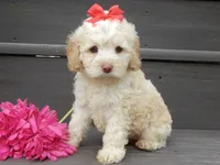 Trixie, a female Cockapoo for sale in Berlin, OH – 2 of 5