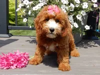 Jane, a female Miniature Goldendoodle for sale in Berlin, OH – 5 of 6