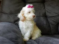 Maci, a female Cockapoo for sale in Berlin, OH – 6 of 6