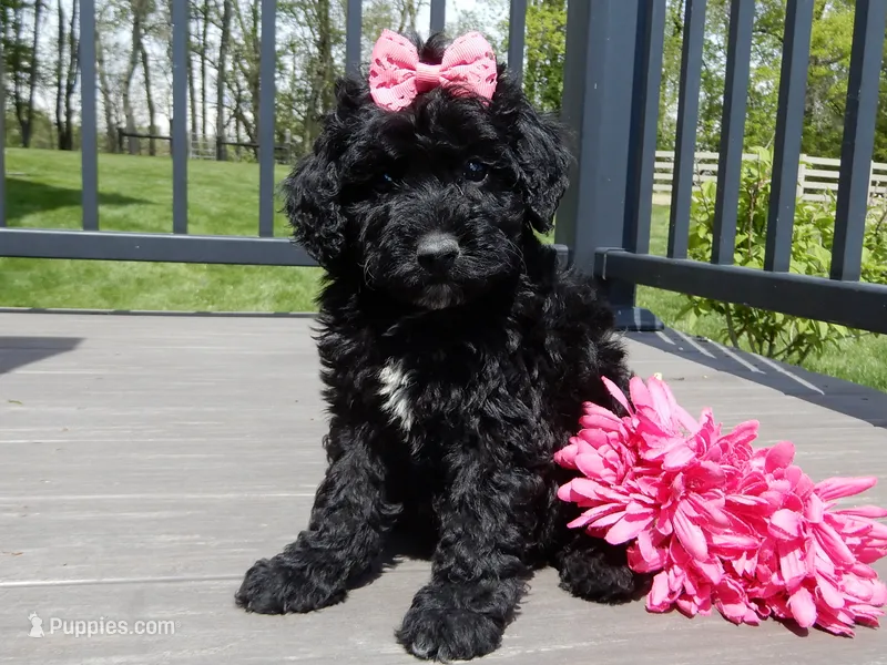 Ellie – Sheepadoodle puppy for sale in Berlin, OH