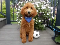 Chase, a male Miniature Goldendoodle for sale in Berlin, OH – 5 of 5