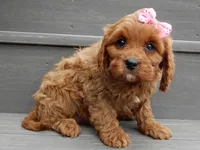 Ginger, a female Cavapoo for sale in Berlin, OH – 3 of 7