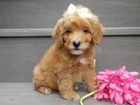 Izzy, a female Miniature Goldendoodle for sale in Berlin, OH – 3 of 6
