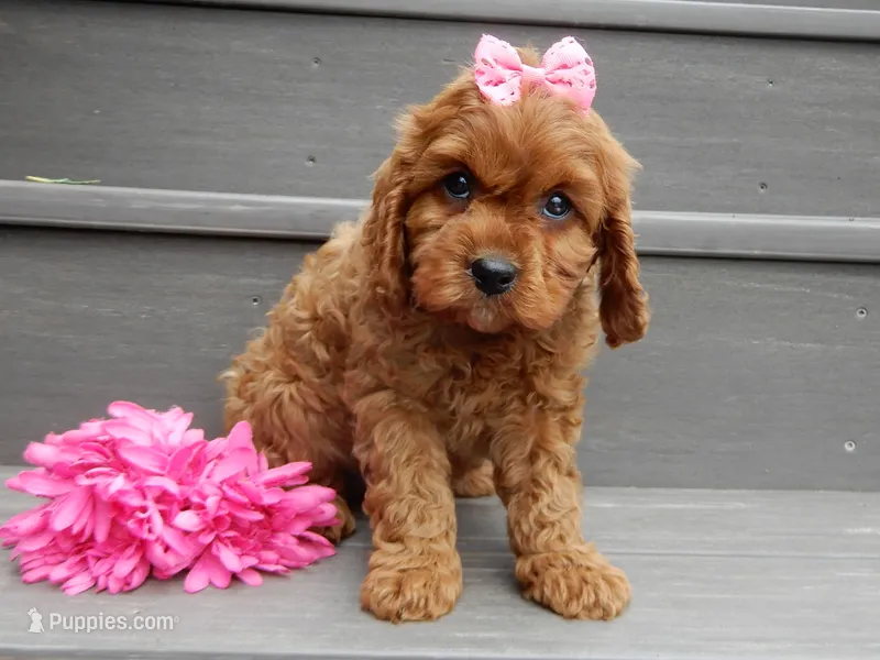 Izzy – Cavapoo puppy for sale in Berlin, OH