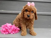 Izzy, a female Cavapoo for sale in Berlin, OH – 1 of 7