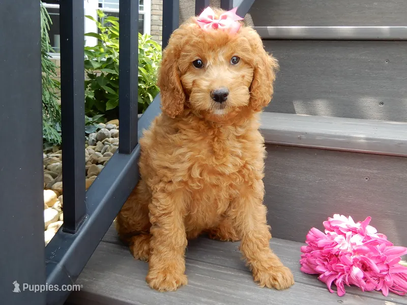 Sunny – Miniature Goldendoodle puppy for sale in Berlin, OH