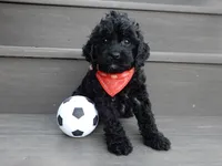 Jet, a male Cockapoo for sale in Berlin, OH – 6 of 9