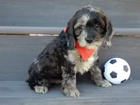 Jake, a male Cockapoo for sale in Berlin, OH – Photo 3 of 5