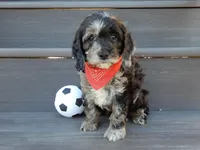Jake, a male Cockapoo for sale in Berlin, OH – Photo 5 of 5
