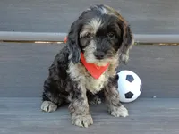 Jake, a male Cockapoo for sale in Berlin, OH – Photo 4 of 5