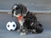 Jake, a male Cockapoo for sale in Berlin, OH – Photo 2 of 5