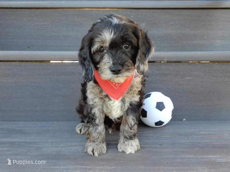 Jake – Cockapoo puppy for sale in Berlin, OH