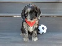 Jake, a male Cockapoo for sale in Berlin, OH – Photo 1 of 5
