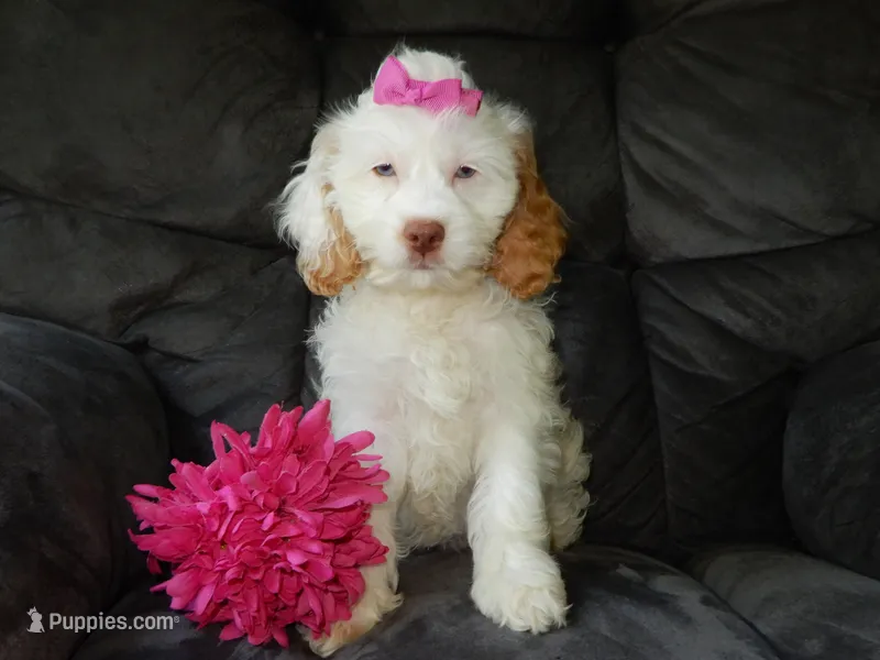 Maci – Cockapoo puppy for sale in Berlin, OH