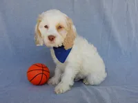 Lucky, a male Cockapoo for sale in Berlin, OH – 5 of 5