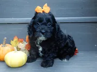 Ellie, a female Cockapoo for sale in Berlin, OH – 3 of 5