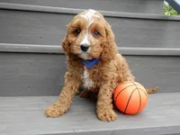 Scout, a male Cavapoo for sale in Berlin, OH – 5 of 7
