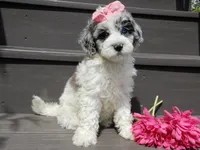Willow, a female Sheepadoodle for sale in Berlin, OH – 5 of 9
