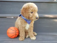 Mason (medium), a male Miniature Goldendoodle for sale in Berlin, OH – 4 of 5