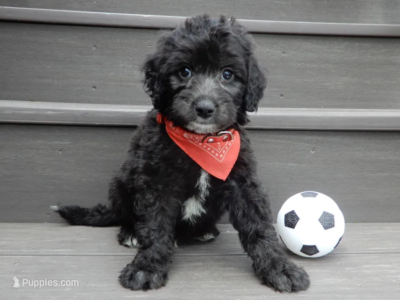 Mason – Sheepadoodle puppy for sale in Berlin, OH