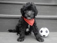 Mason, a male Sheepadoodle for sale in Berlin, OH – 1 of 9