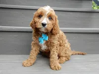 Scout, a male Cavapoo for sale in Berlin, OH – 6 of 7