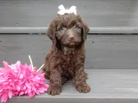 Molly, a female Cockapoo for sale in Berlin, OH – 2 of 6