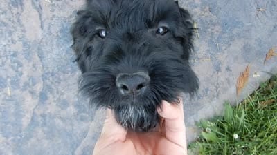 Jet, a male Cockapoo for sale in Berlin, OH – 10 of 10
