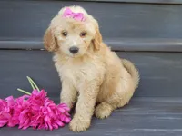 Penny (medium), a female Miniature Goldendoodle for sale in Berlin, OH – 6 of 7