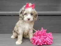 Jane, a female Cockapoo for sale in Berlin, OH – 2 of 8