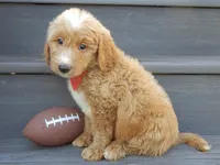 Bear (medium), a male Miniature Goldendoodle for sale in Berlin, OH – 6 of 7