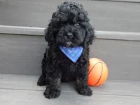 Smokey, a male Cockapoo for sale in Berlin, OH – 3 of 5