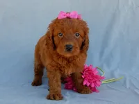 Lucy, a female Miniature Goldendoodle for sale in Berlin, OH – 3 of 5