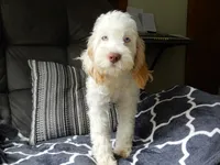 Maci, a female Cockapoo for sale in Berlin, OH – 1 of 7