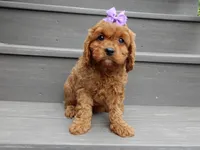 Izzy, a female Cavapoo for sale in Berlin, OH – 6 of 7